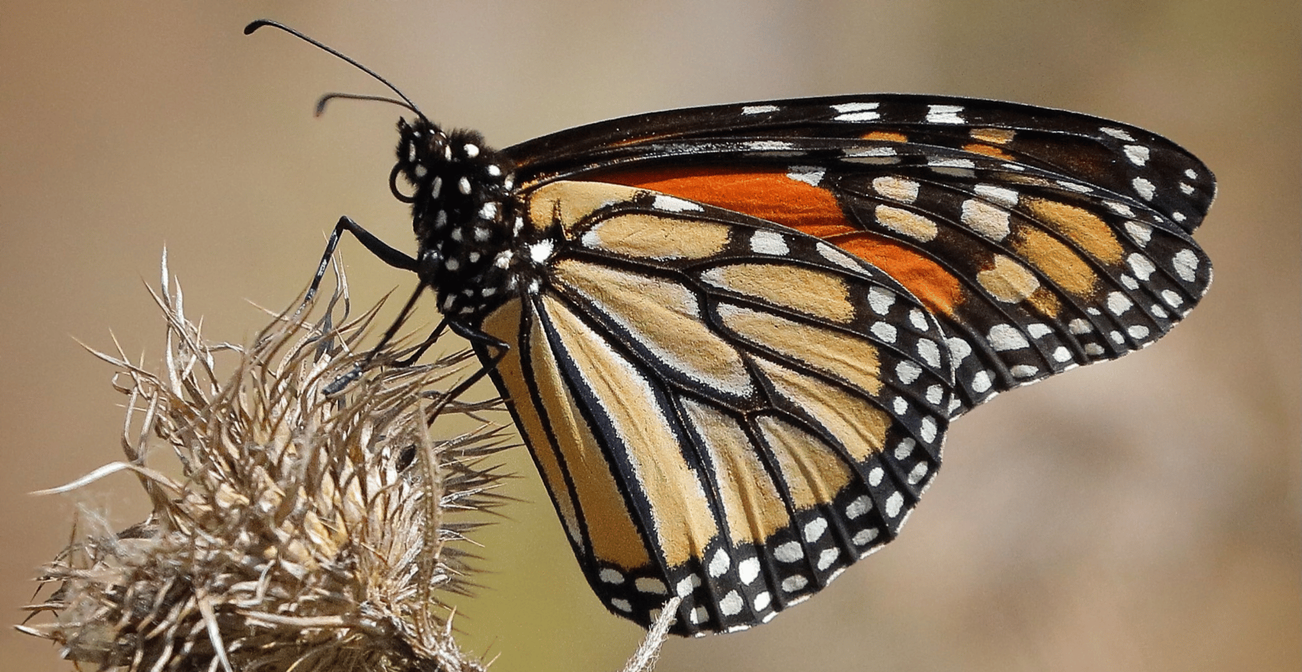 Protecting Monarch Butterflies